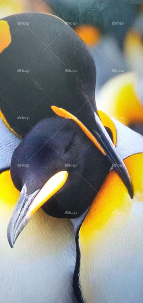 penguin