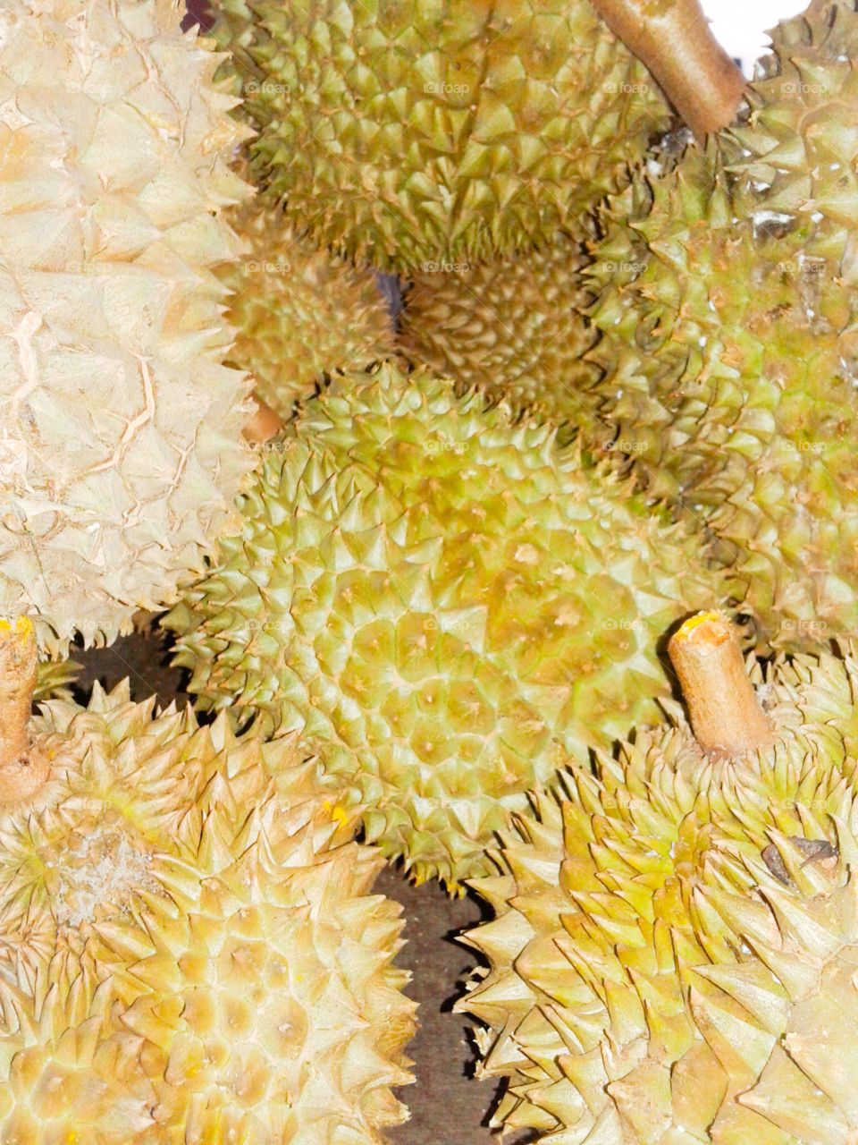 Fruits . Fruits, durian, Thorn