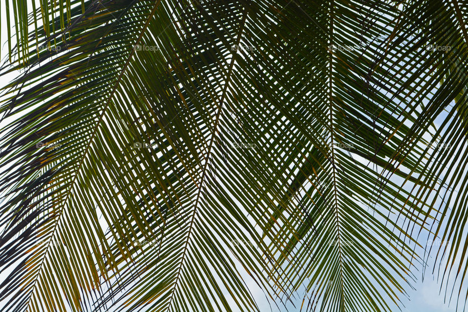 Palm tree leaves