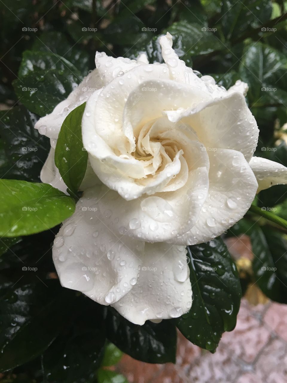 Gardenia with rain drops 
