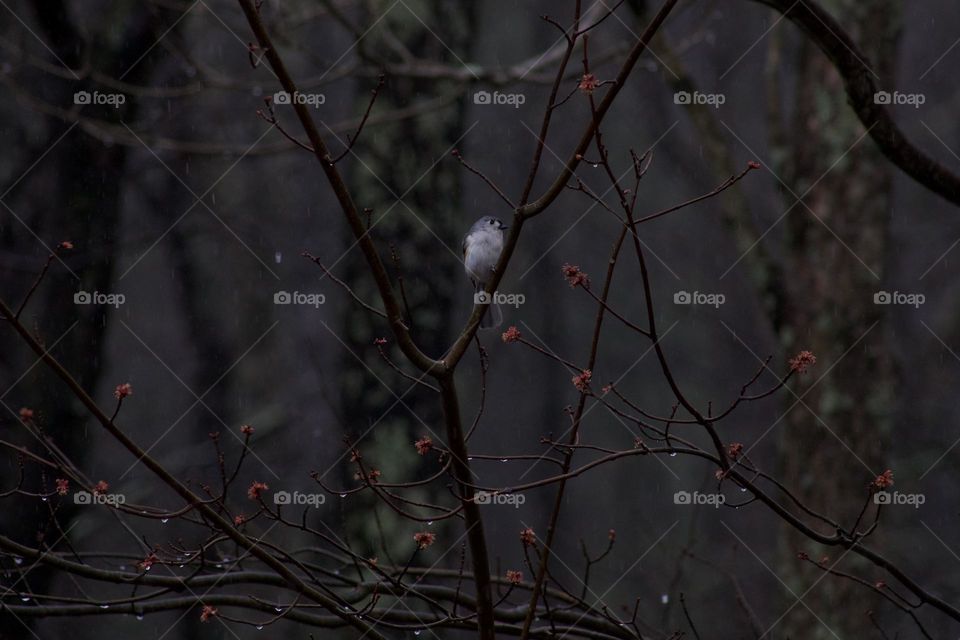 Titmouse among a blooming tree during a Spring rain shower