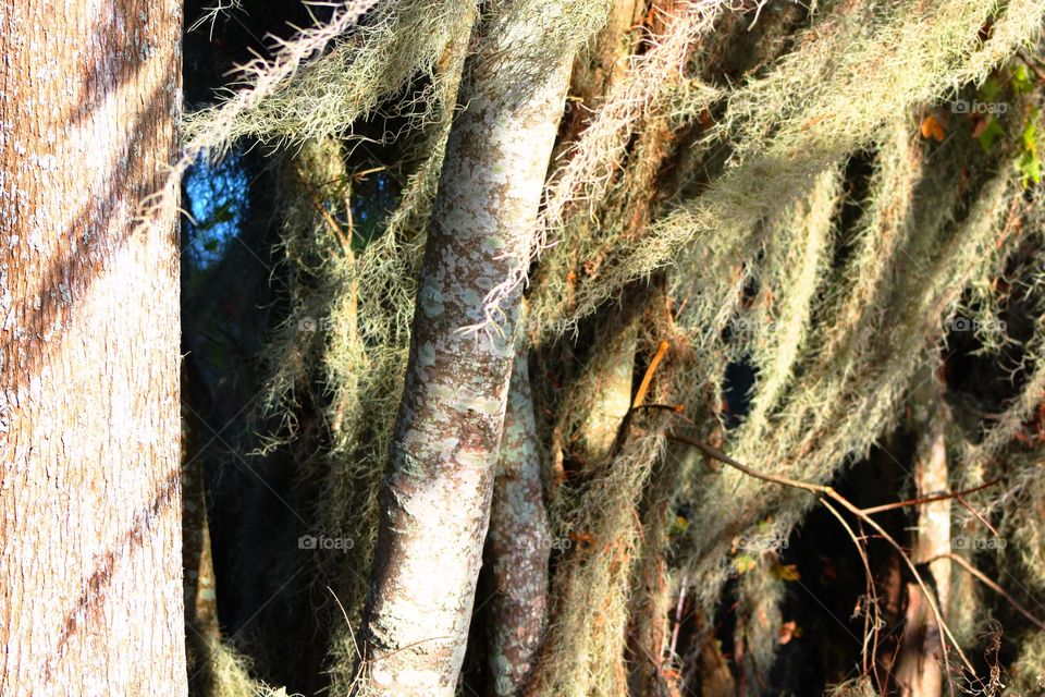 Spanish Moss 