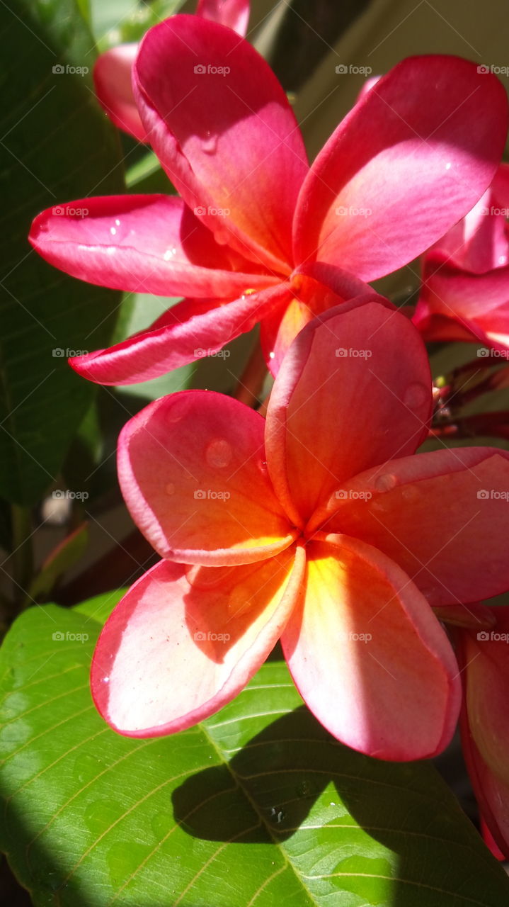 red frangipani