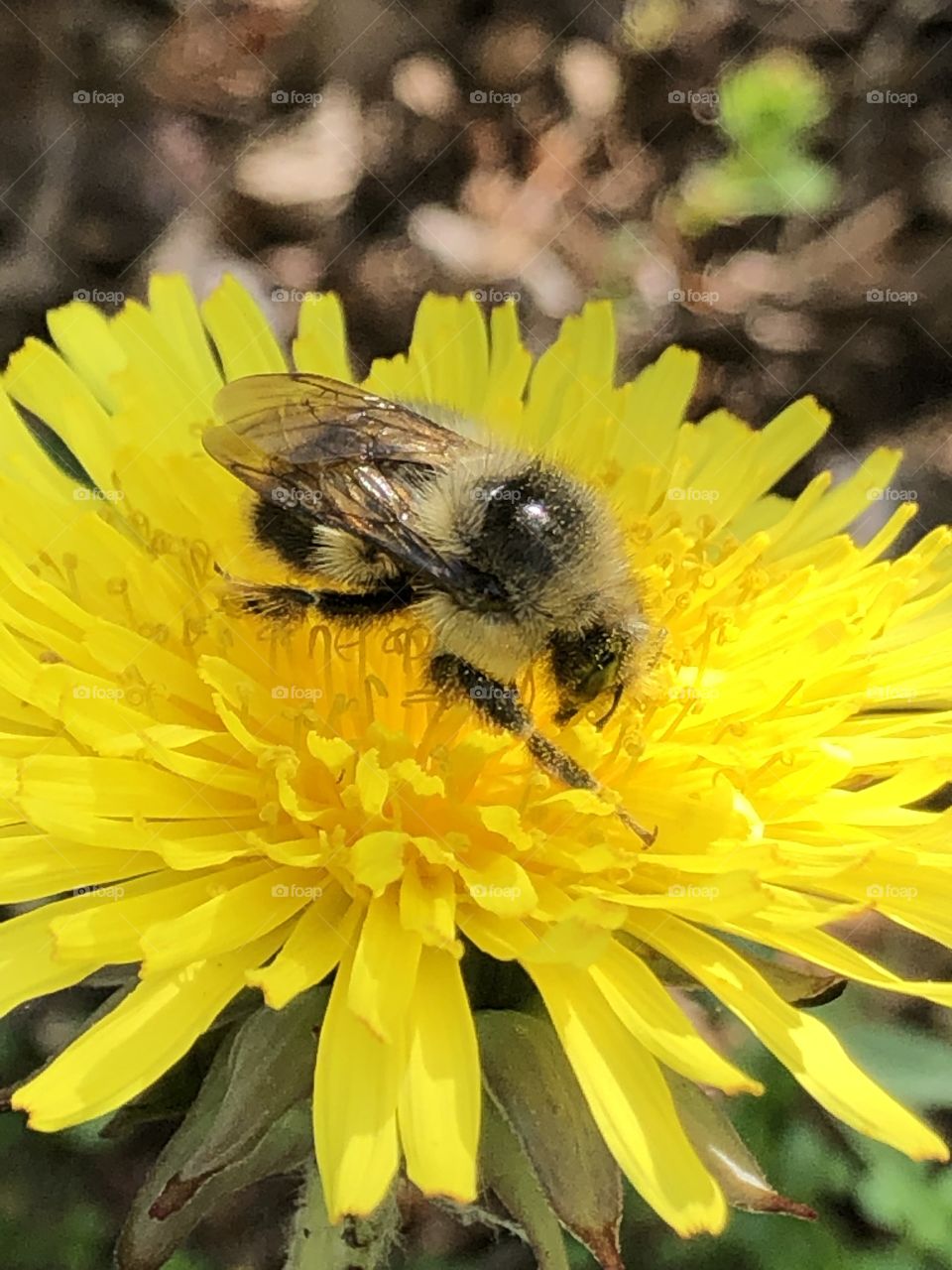 Baby bee 