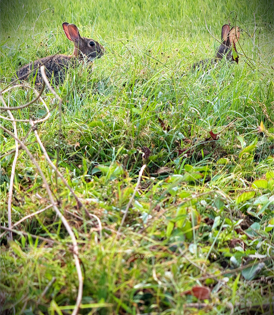 Peek-a-boo bunnies in tall grass.