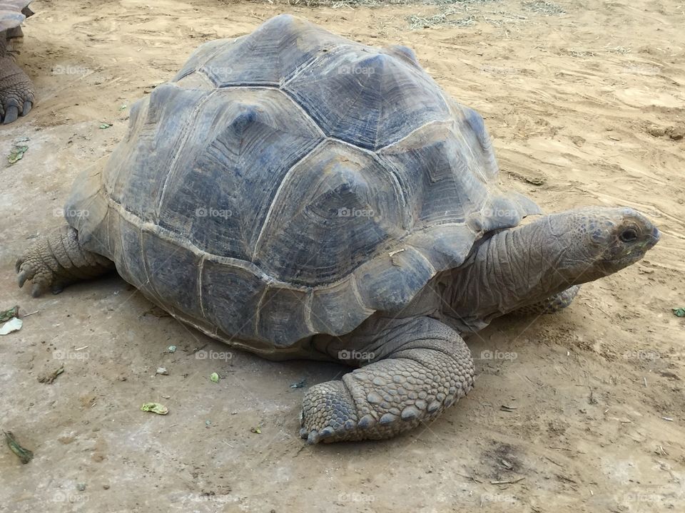 Aldabra tortoise