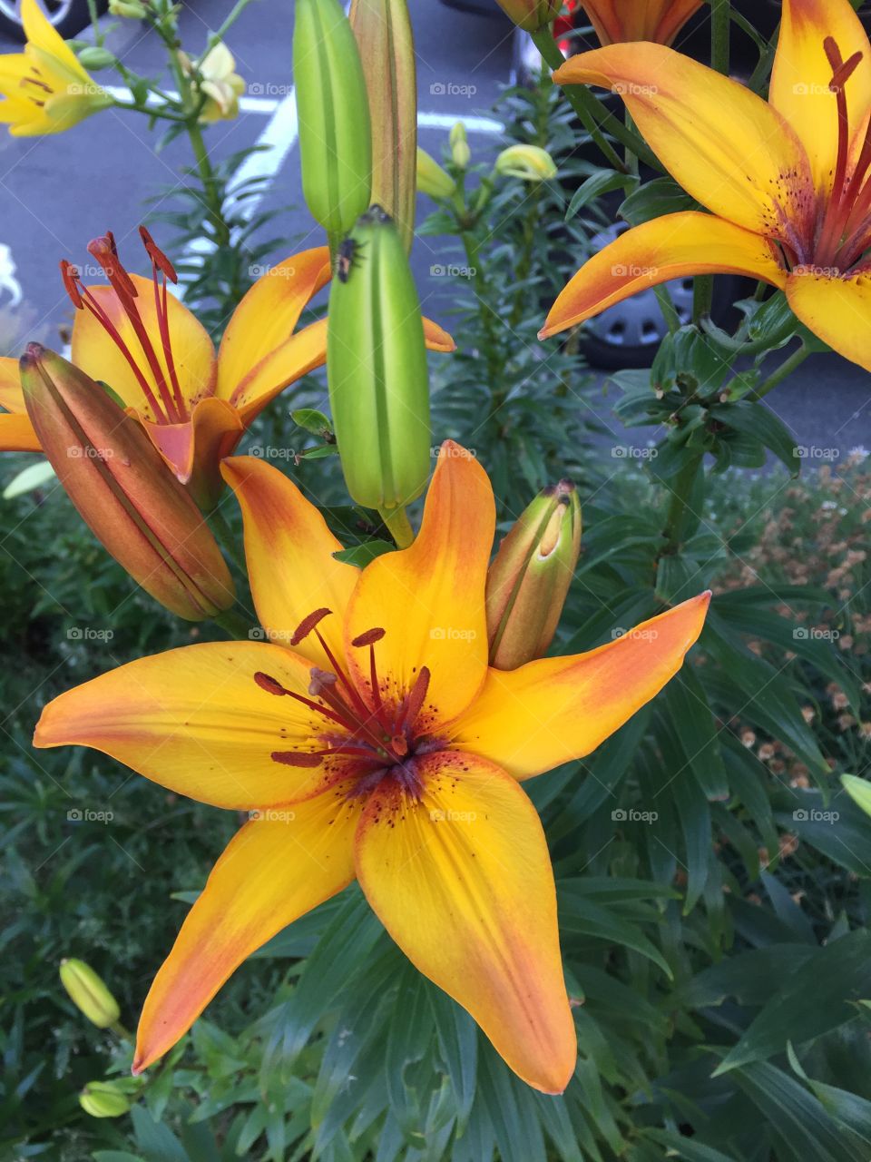 Blooming lilies