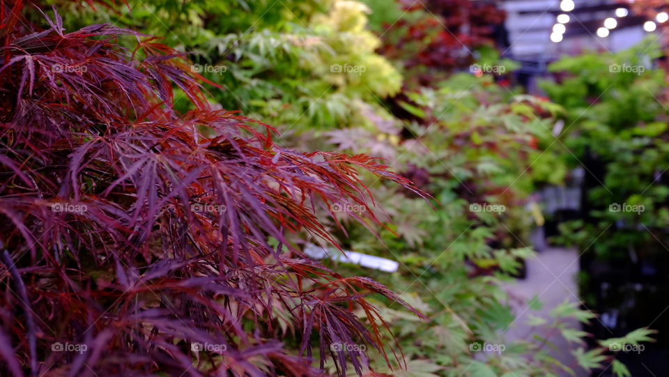 Japanese Maple for sale