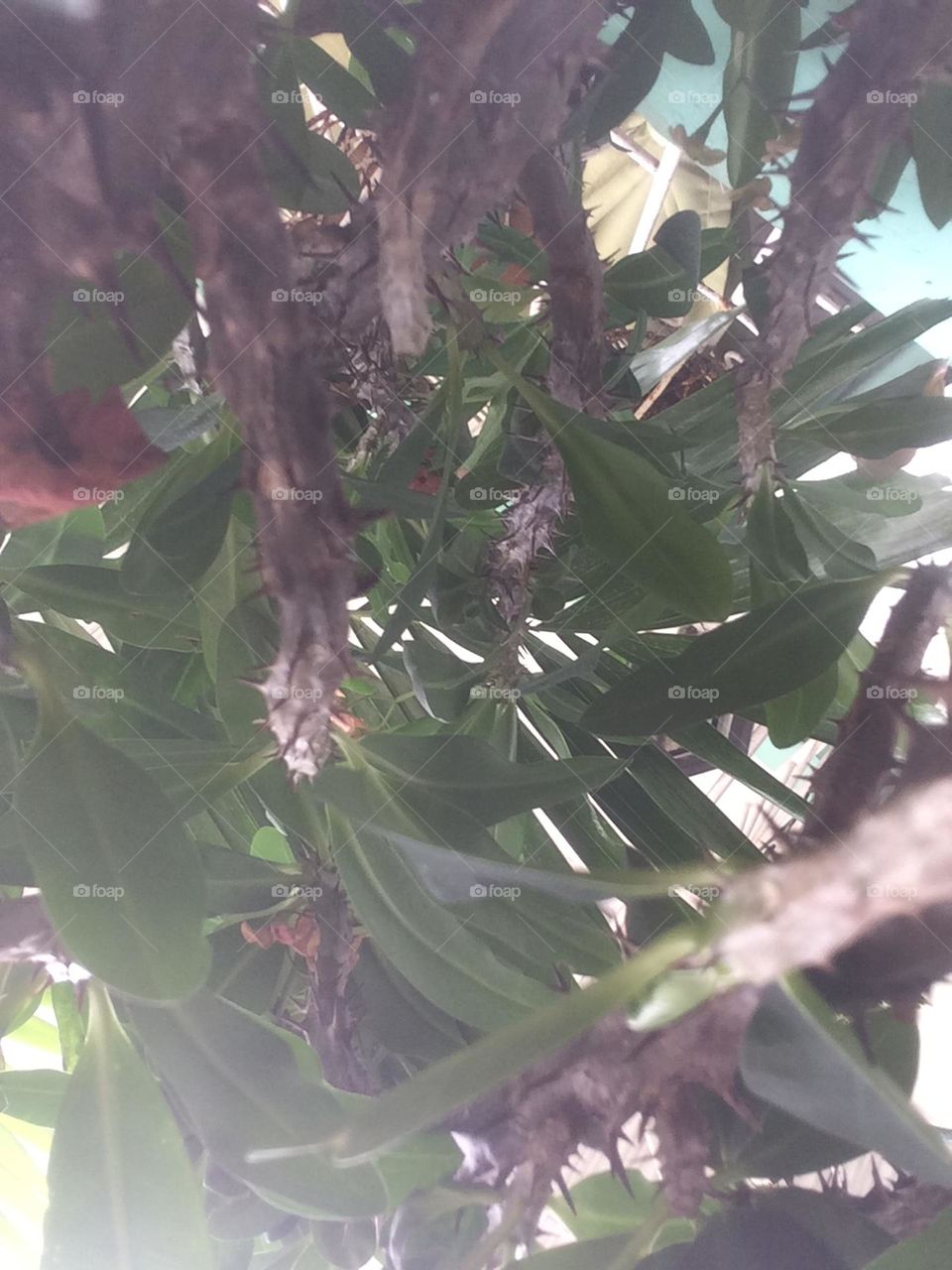 Looking Up At Crown of Thorns 