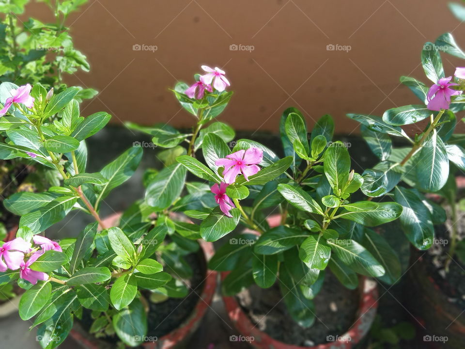 nature adding to its own beauty each day