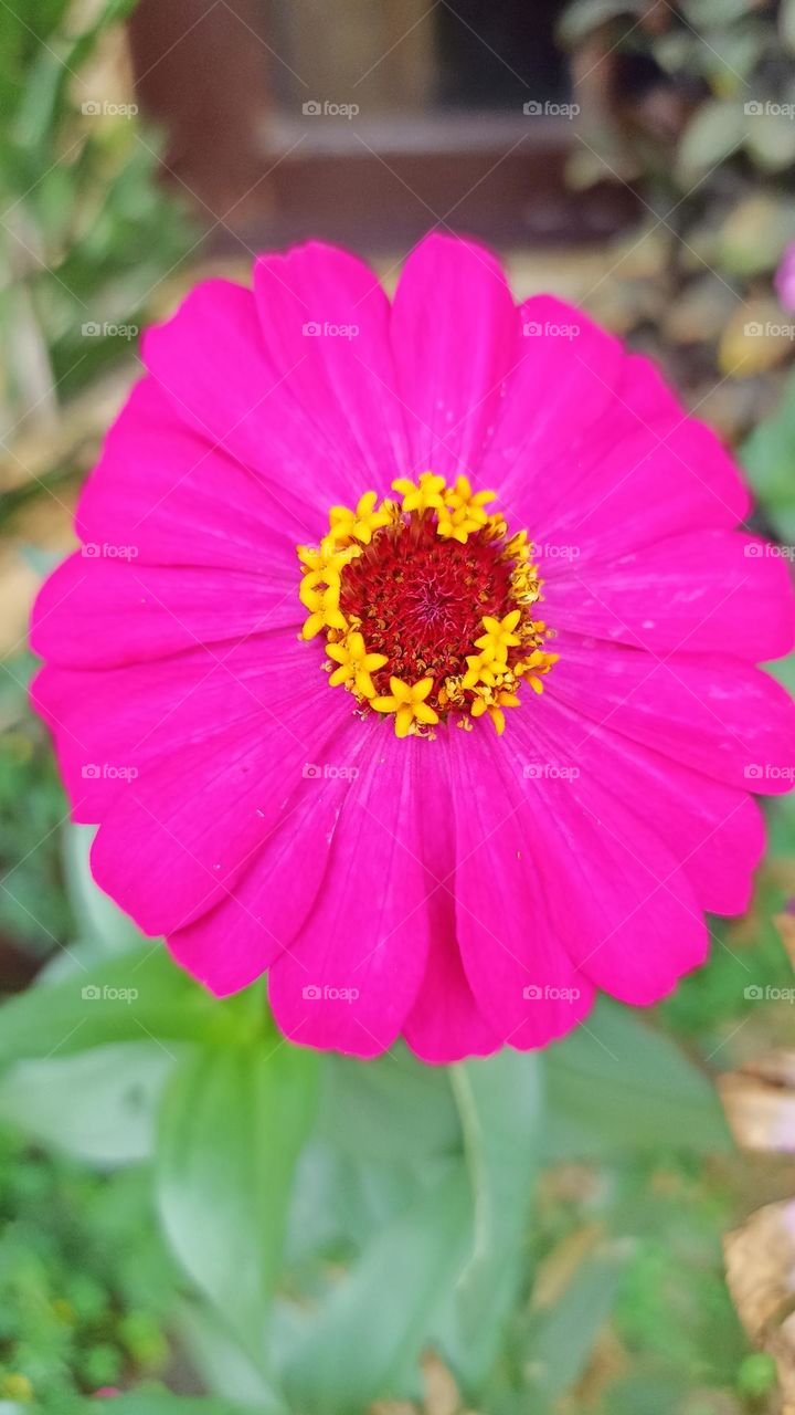 beautiful flower