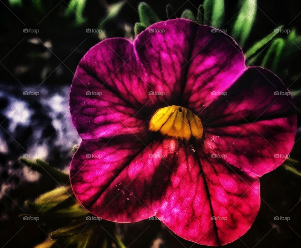 Hawaiian Floral Scape