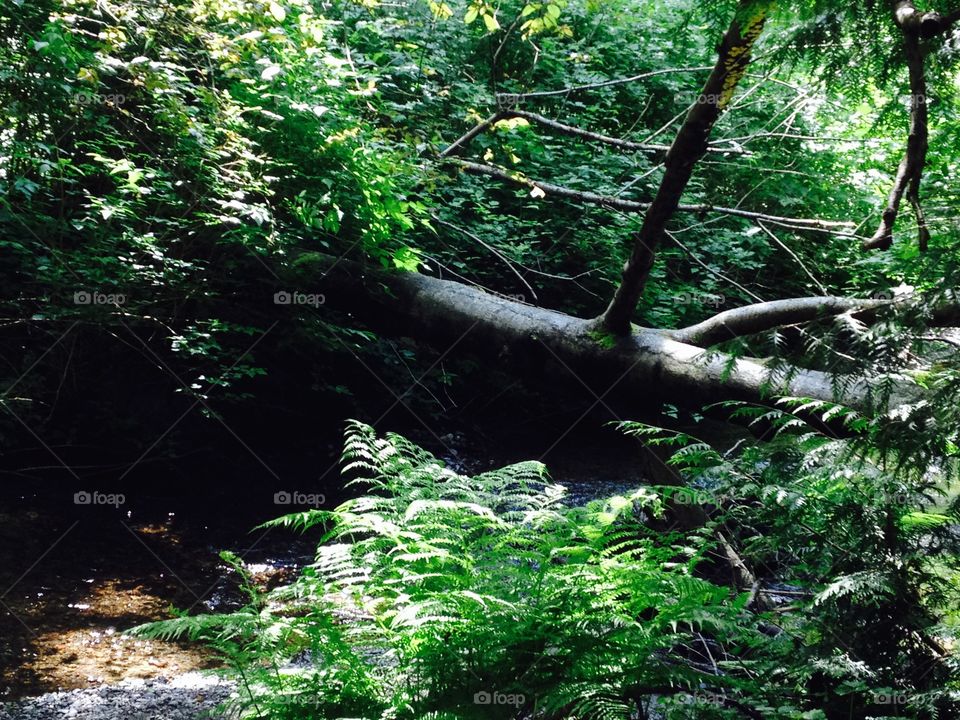 If a tree falls. Fallen tree