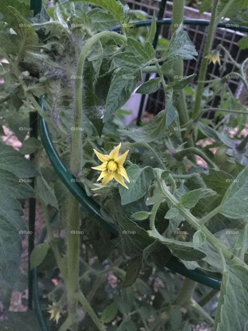 Tomato flower 