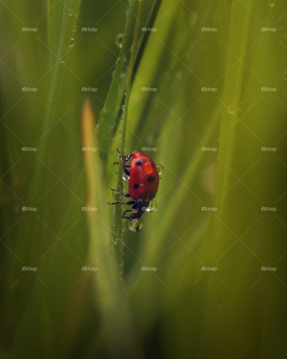 ladybug