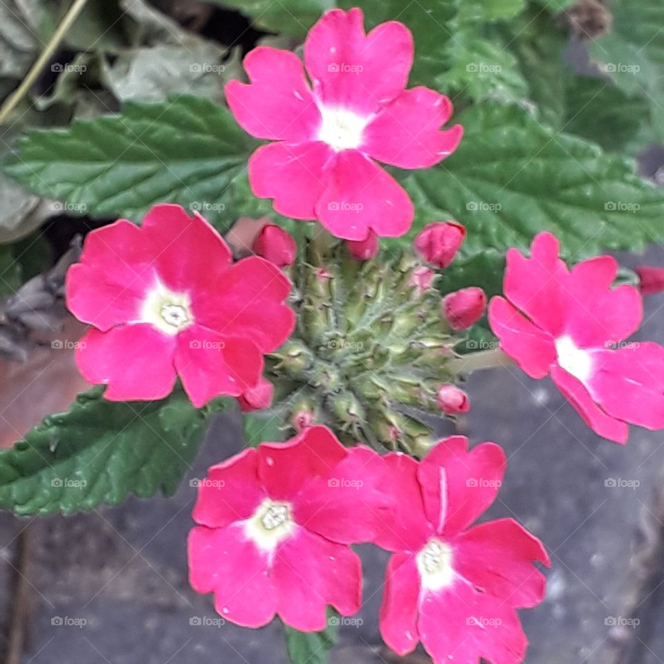 pink verbena in a garden pot by a stone path