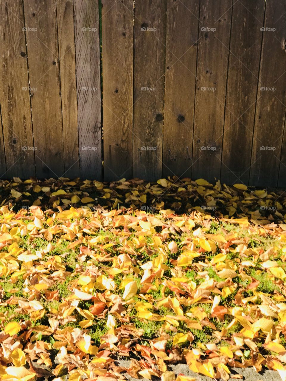 Leaves and Fence