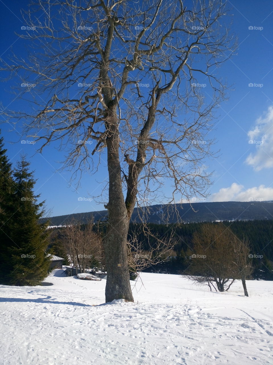 polish nature | winter in mountain