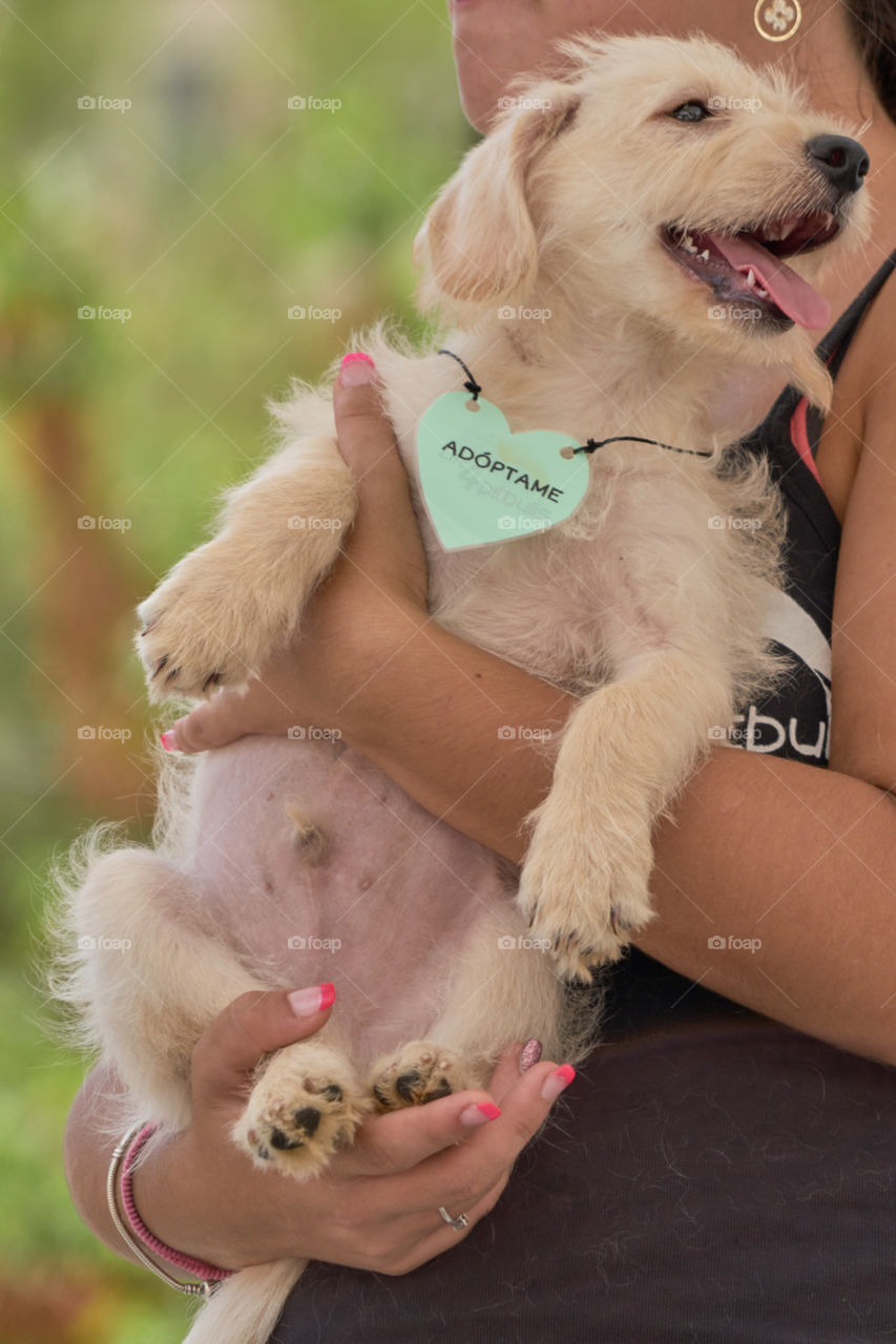 Perro exhibido en un evento público de fomento de la adopción de mascotas abandonadas. 