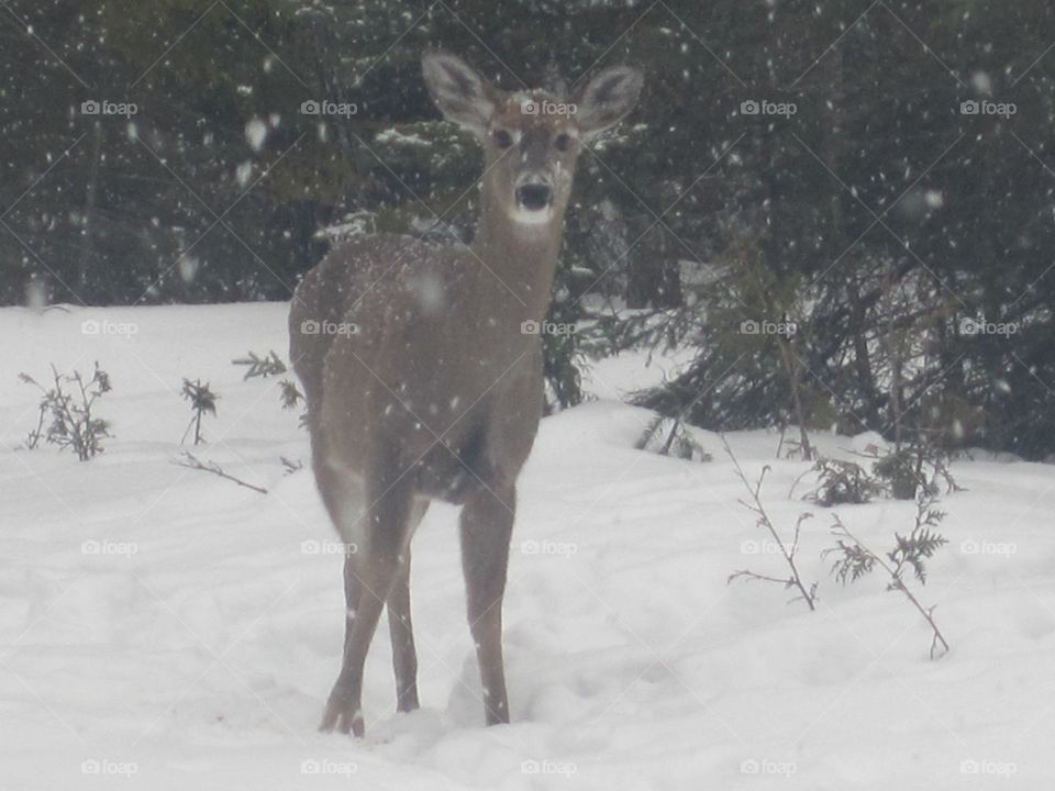 A deer peers at me through the snow. 