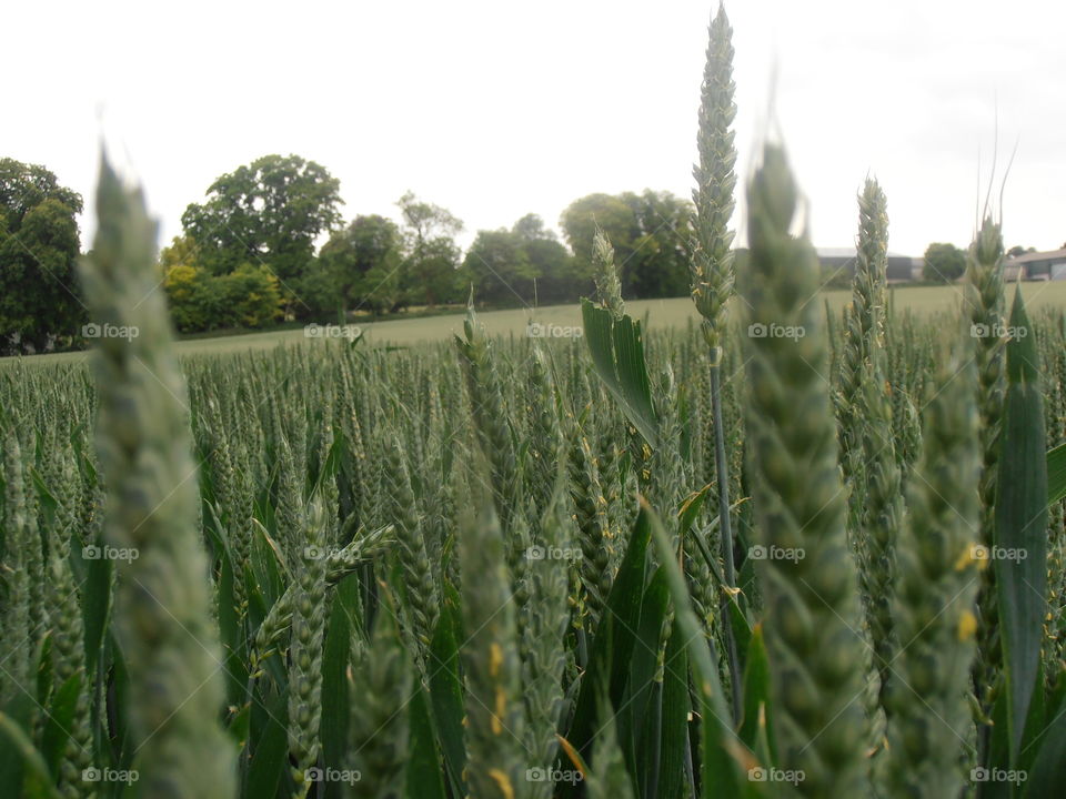 Wheat Crops Up Close