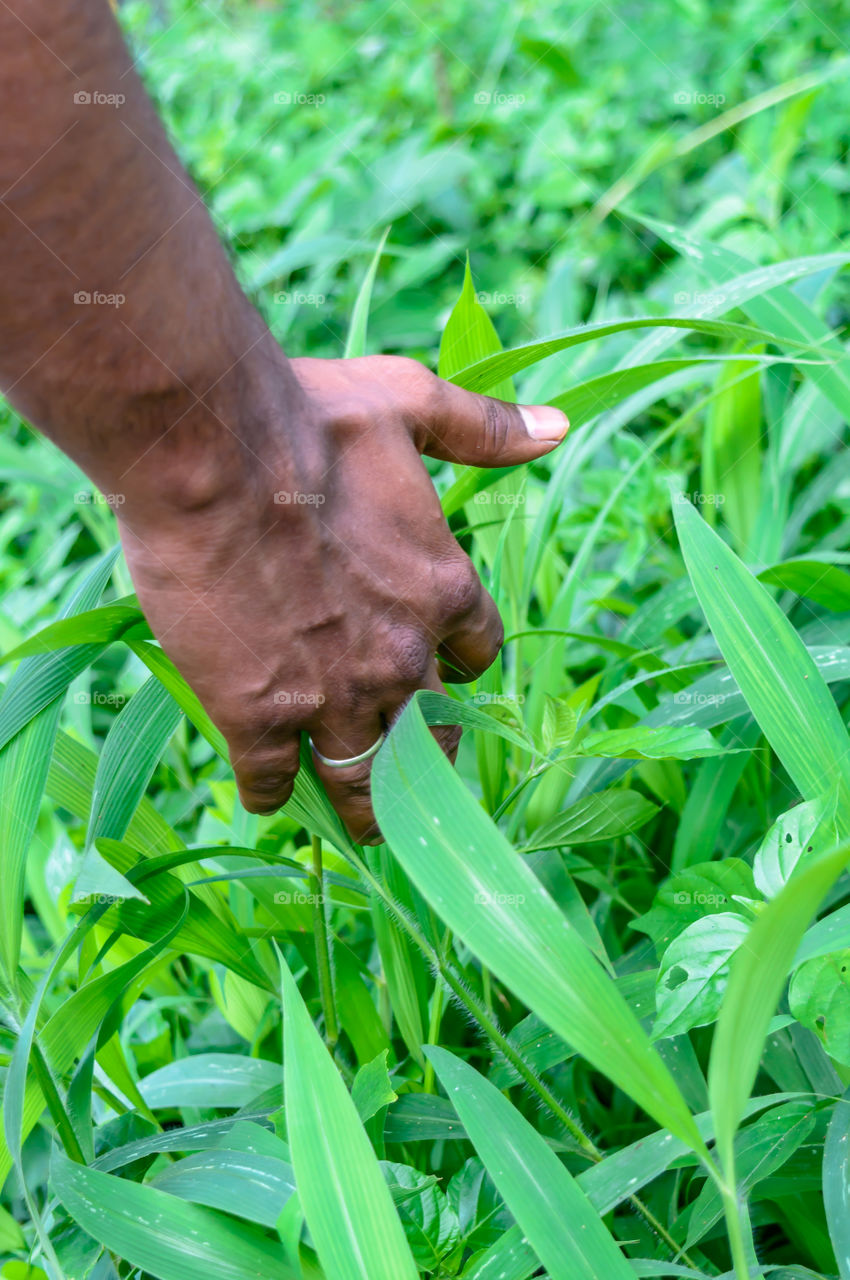 Hand touching green fresh grass on a meadow. Hand in autumn grass.