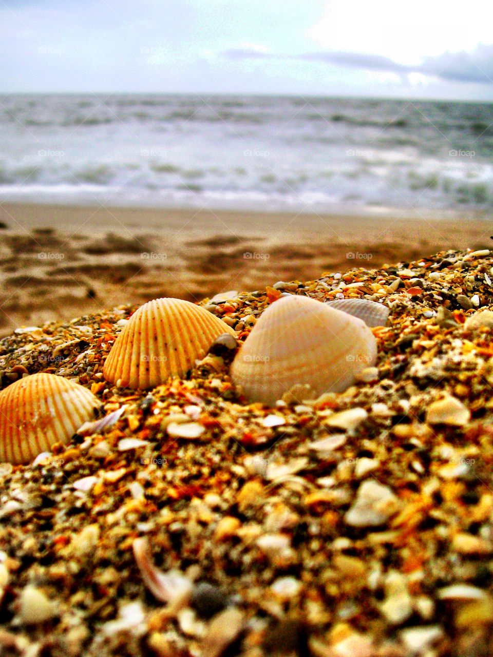Shells on the beach. 