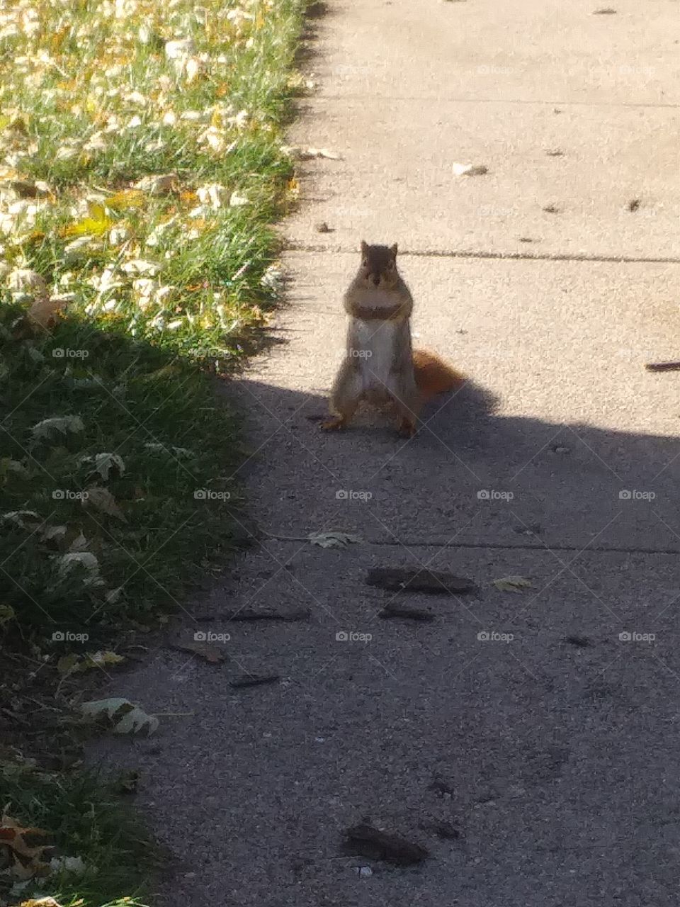 Squirrel!