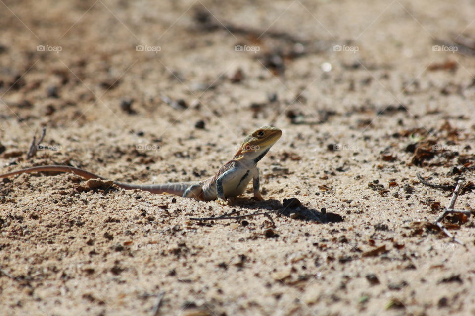 Small Lizard, Australia