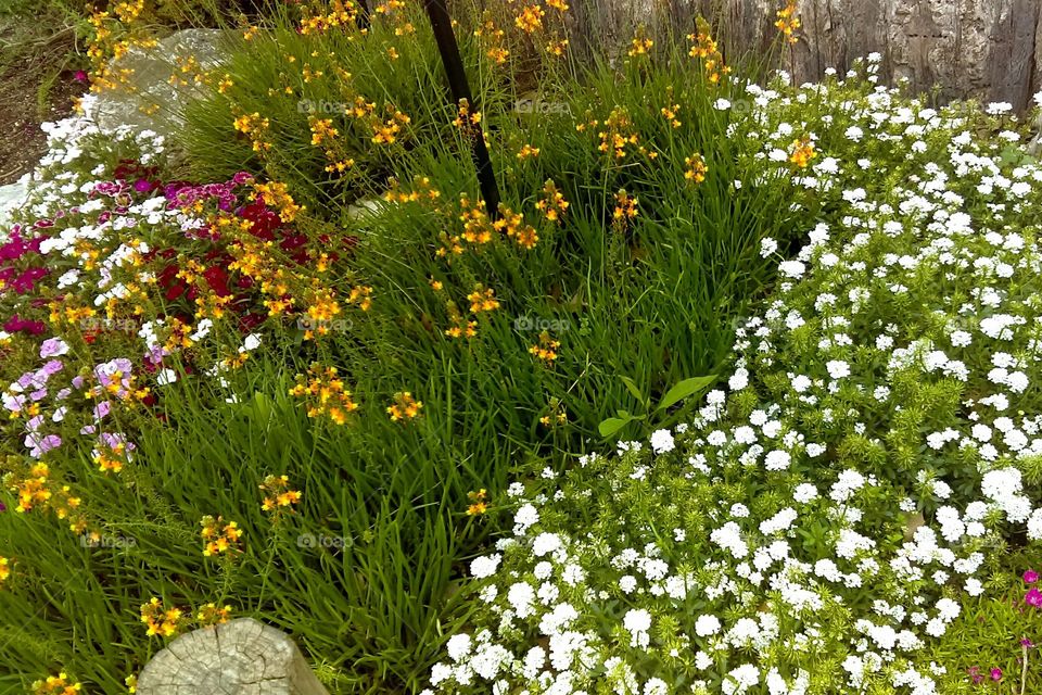 Beautiful colorful flower bed