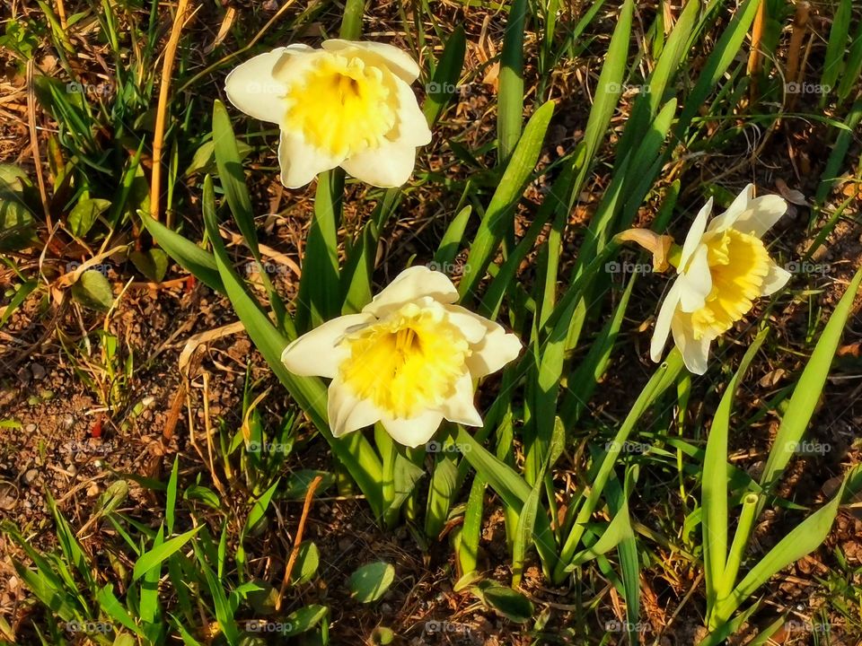 Daffodils