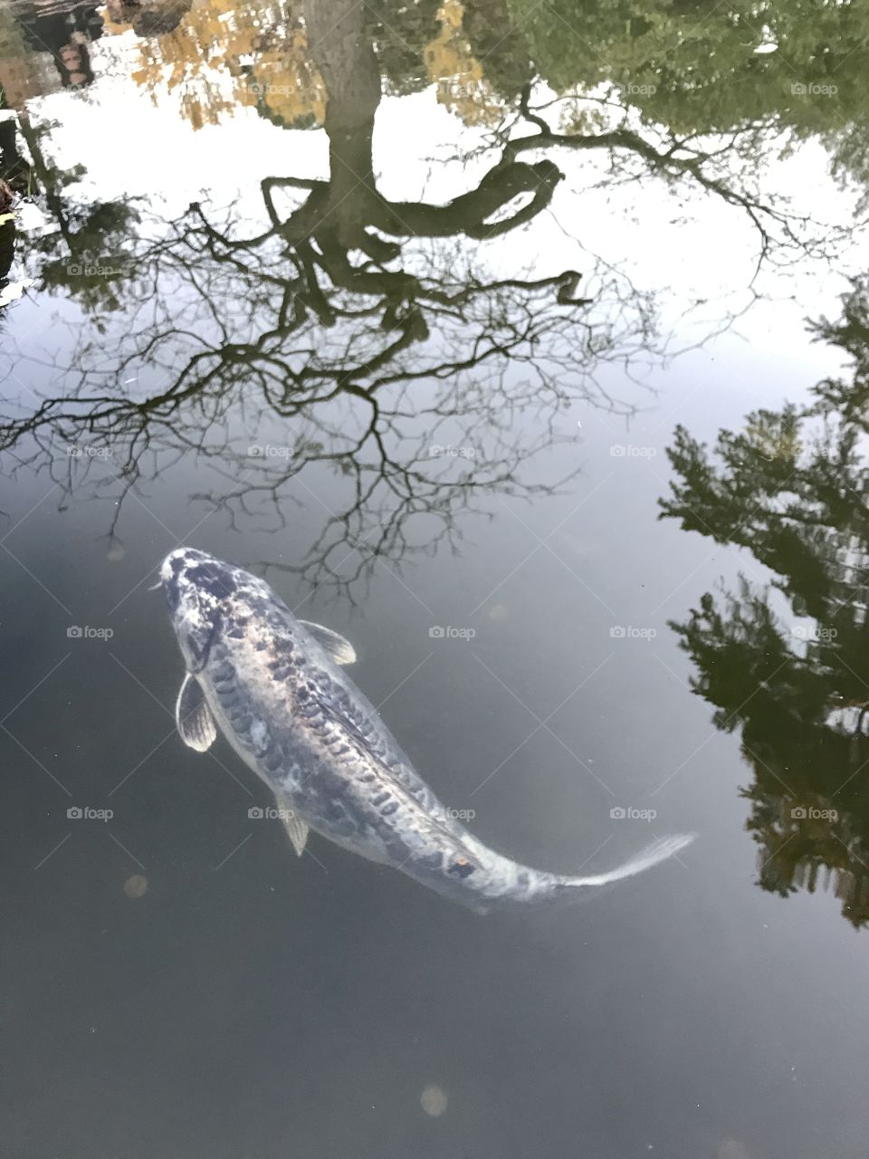 koi, tree shadow1