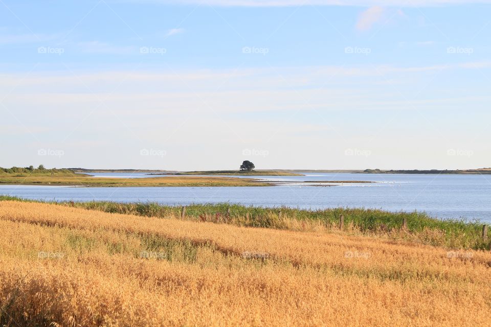 A lone tree on the banks of an estuary in Ireland 