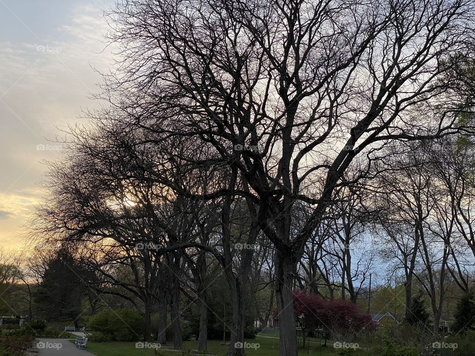 Early spring walk at sunset 