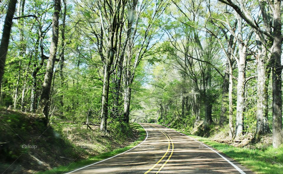 Natchez Trace drive.