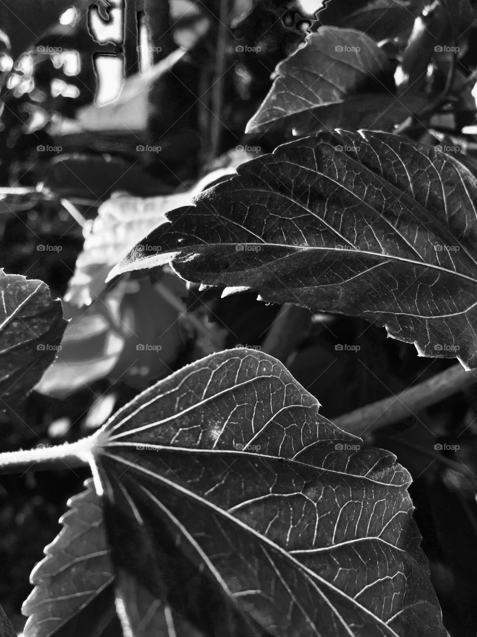 Sunset at vineyard in Temecula - Red flower with green leaves illuminated by sun. Black and white photo. 