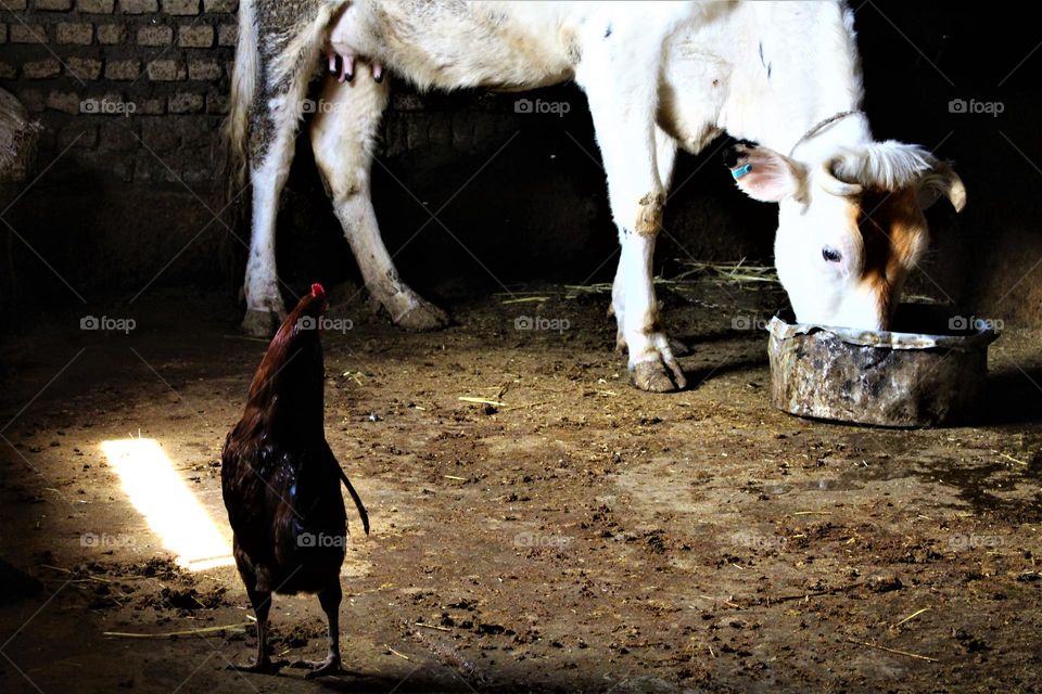 a chicken was watching a white cow in a small village