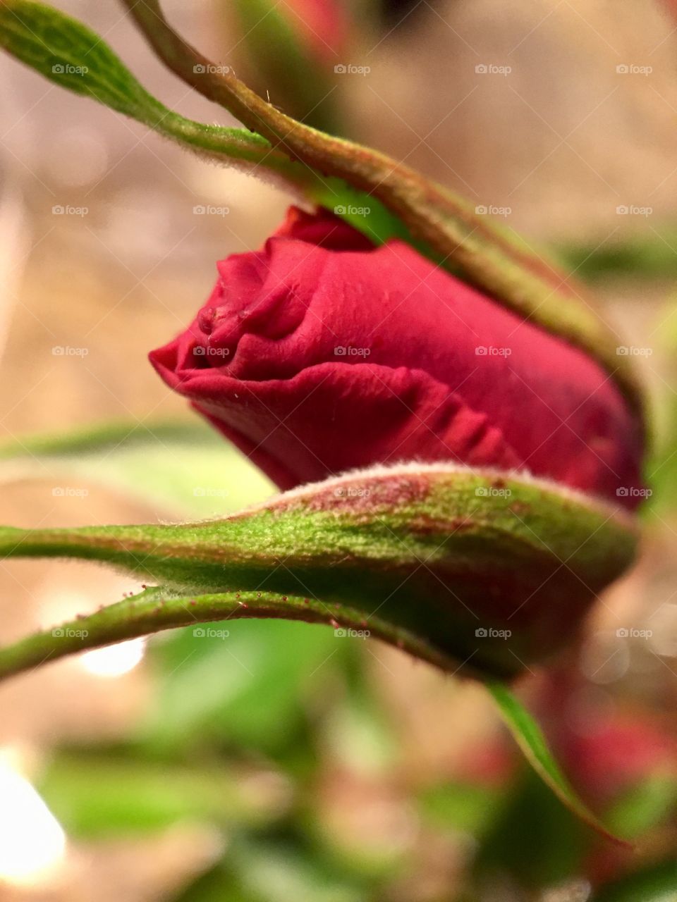 Close-up of red rose