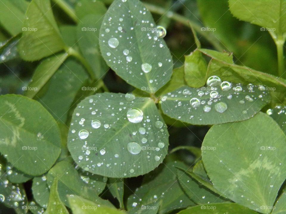 Regentropfen auf ein Kleeblatt