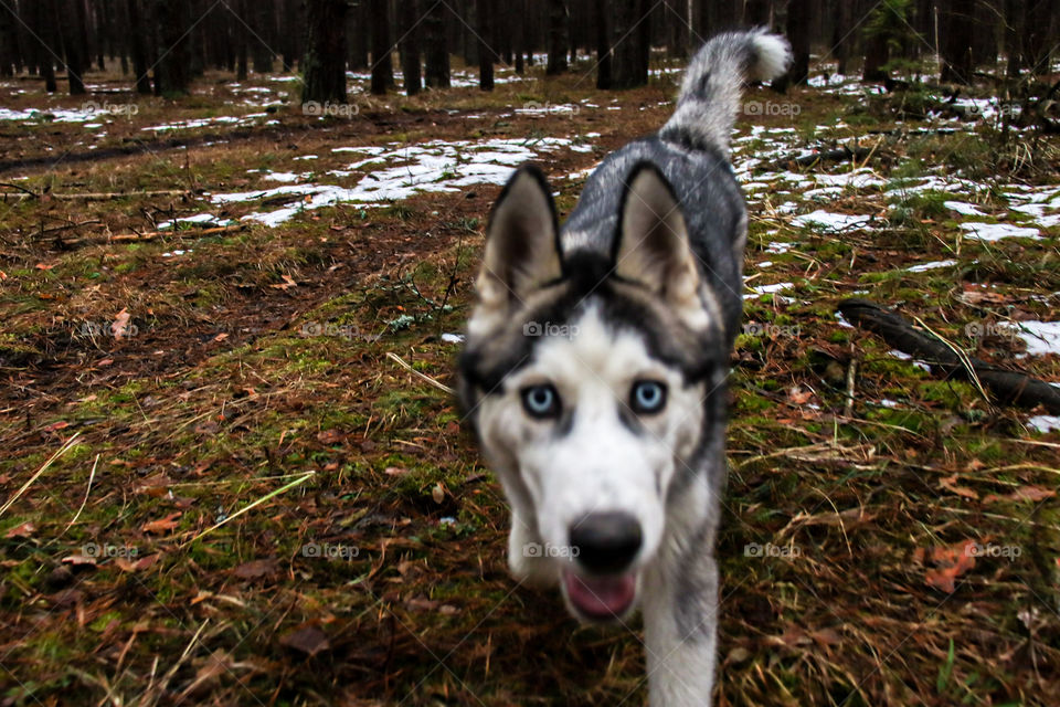 #husky #Nature #dog