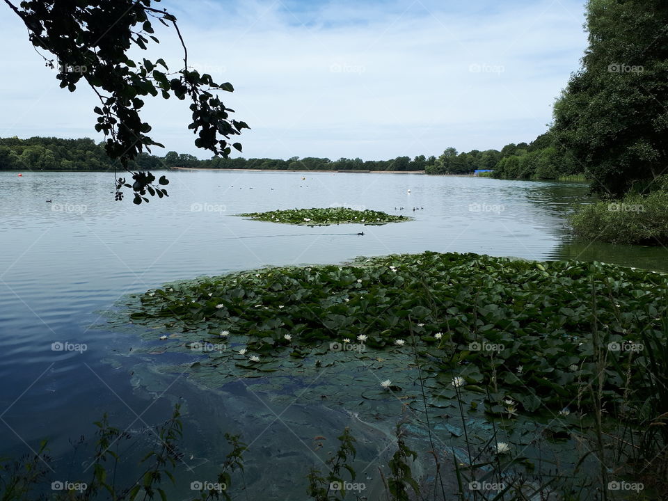 Floating Lilly Pads