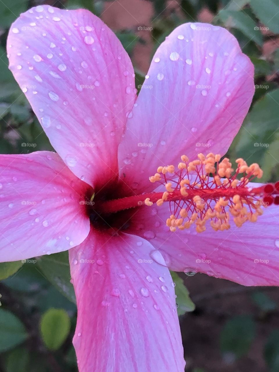 Beautiful purple flower