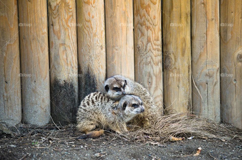 Meerkats cuddling up