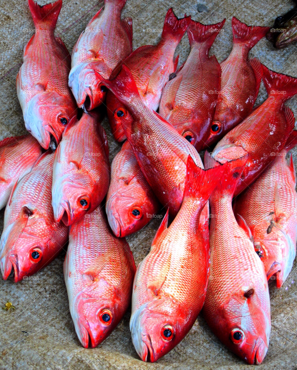 red fish fresh wet by stevehardley7