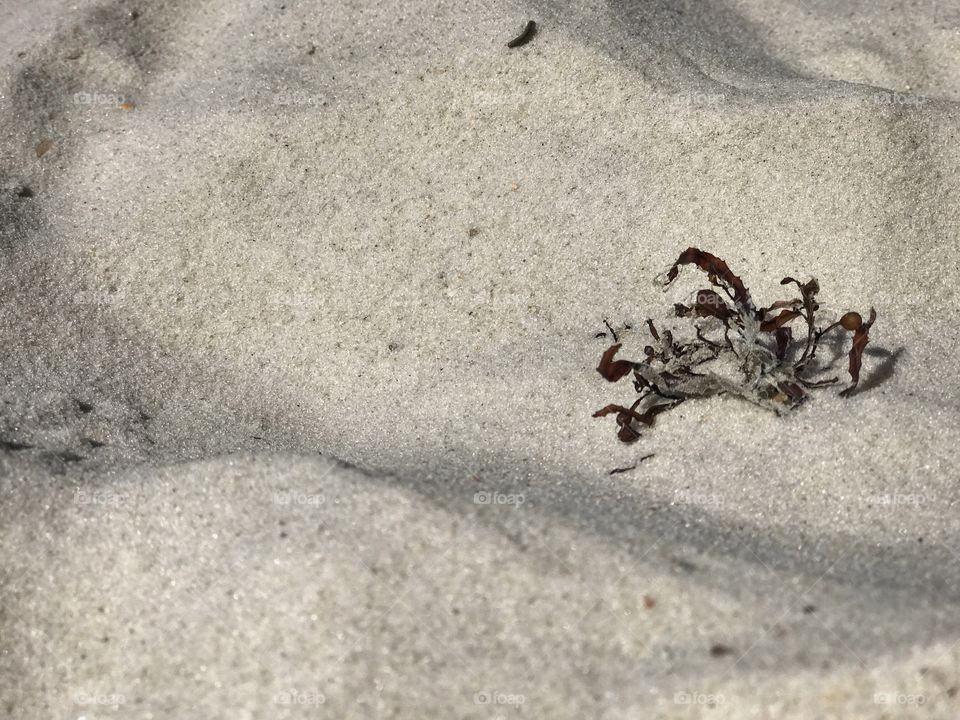 Millions and billions of grains of sand in sunlight 