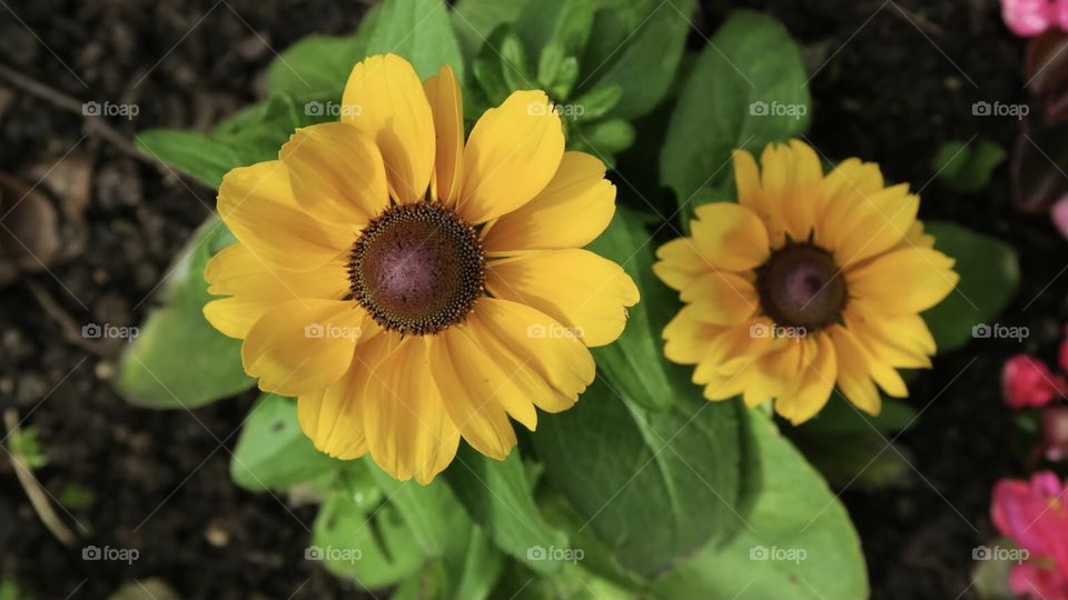 Garden flowers