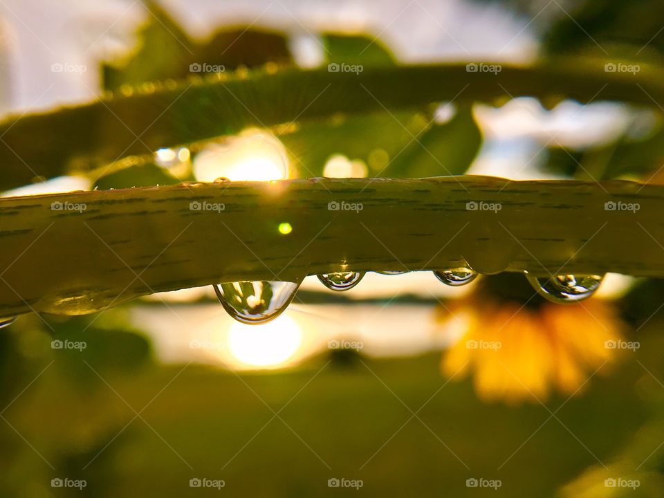 Rain drop sunset view
