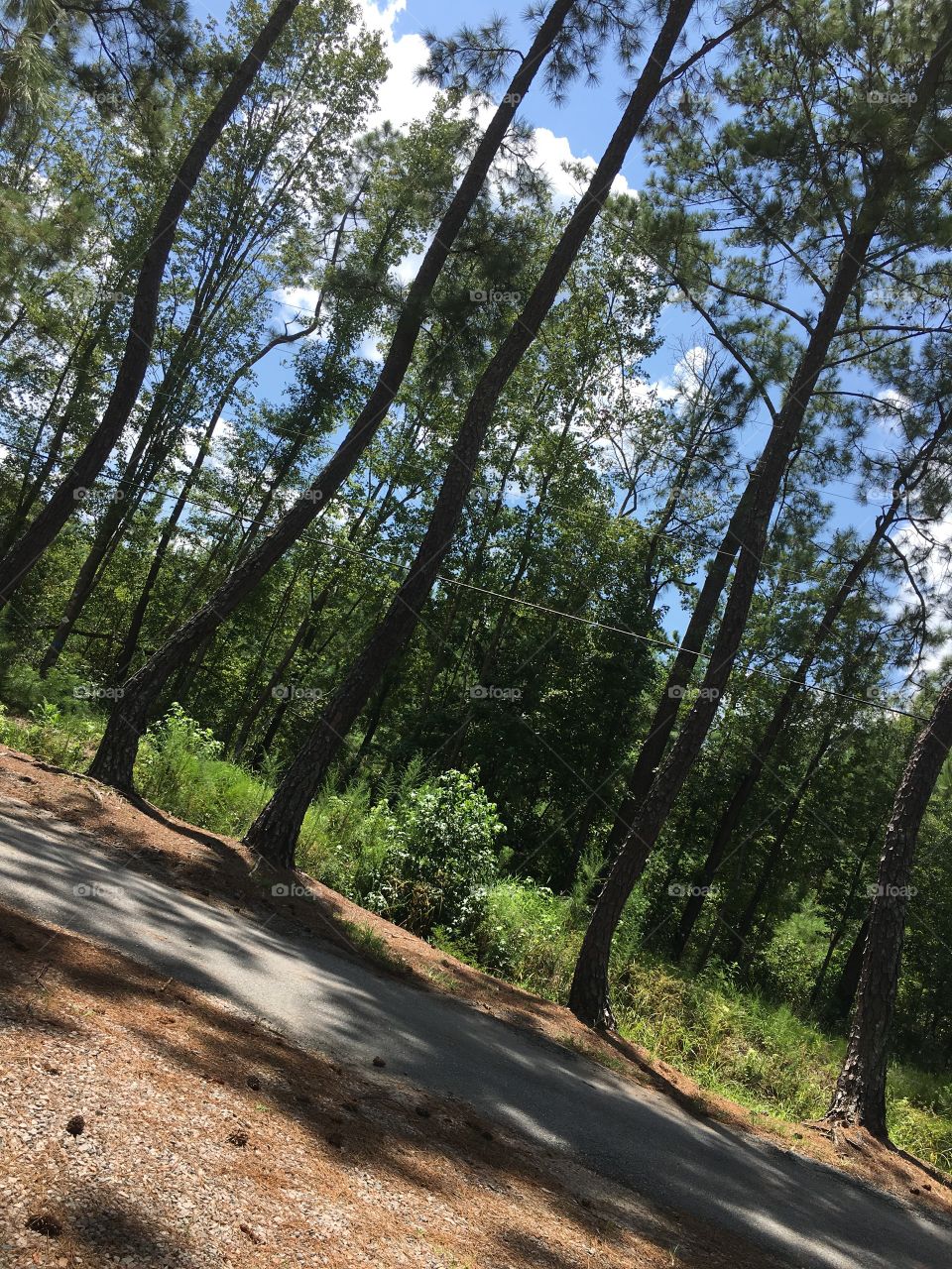 Savanna 🌱🌿🦔