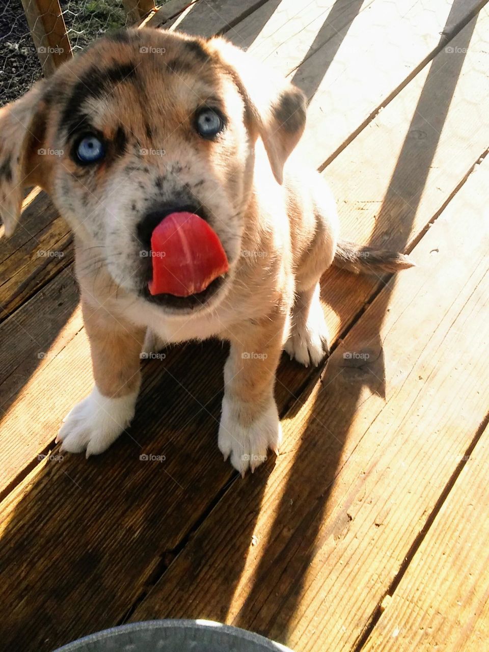 Cute puppy with bright blue eyes licking his nose