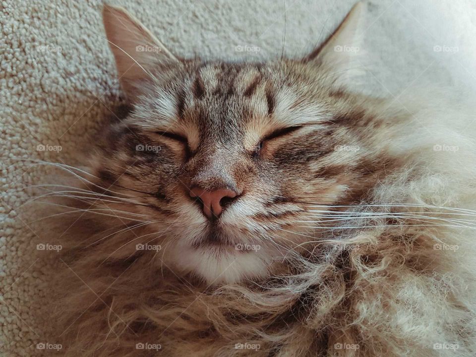 fluffy longhaired cat portrait